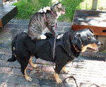souris chien Souris sur le dos d'un chat sur le dos d'un chien