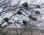 perche arbre Chats perchés dans un arbre