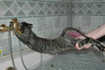 eau chat Ce chat n'aime pas le bain