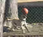 chien ballon equilibre Un chien qui a du phoque