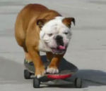 chien skateboard Tillman le bulldog skateur
