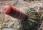 sexe penis Cactus en forme de pénis