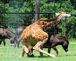 sexuel rapport girafe La girafe préfère les ânes