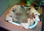 bain 4 poulettes nues dans un bain