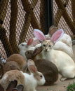 camouflage Un chat parmi les lapins