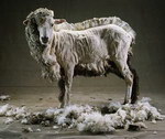 mouton Mouton a moitié tondu