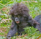 petard cheveux Un bébé gorille avec une gouffa