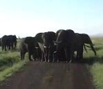 elephant attaque Un éléphant charge un 4x4