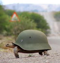casque Carapace pour tortue