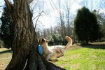 chien Un chien attrape le frisbee et se prend l'arbre