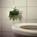 toilettes feuille Papier toilette écologique