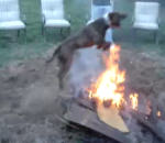 saut chien Un pitbull s'amuse avec le feu