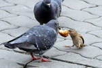 pain oiseau Pigeon vs Moineau