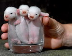 verre bebe blanc 3 bébés furets 1 verre