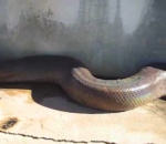 serpent peur attaque Gros Serpent