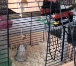 cage hamster chute Hamster et l'ascenseur en LEGO