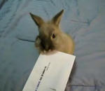 ouvrir Un lapin ouvre une enveloppe