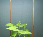plante grimpante Nutation d'une plante  en accéléré