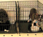 cage chien Prison Break version canine