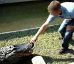 main homme Ne pas embêter un alligator