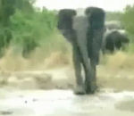 attaque chute boue Un éléphant charge le caméraman