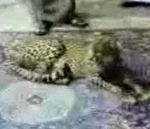 guepard Un peureux caresse un guépard
