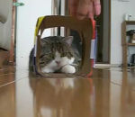 coince chat Un chat s'amuse avec un carton