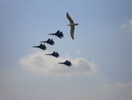 avion chasse oiseau Oiseau en formation