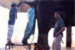 elephant homme Inspection générale