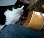 guitare chat calin Quand le chat a besoin de câlin