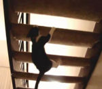 escalier marche chat Chaton Ninja