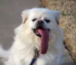 chien langue Chien avec une grande langue