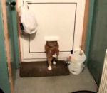 chatiere Gros chat coincé dans une trappe