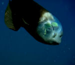 poisson macropinna Poisson avec une tête transparante