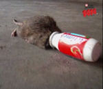 bouteille Actimel tue les rats