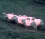 joconde chien art Des moutons vétus de guirlandes électriques