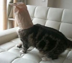 chat papier tete Chat avec un sac en papier sur la tête