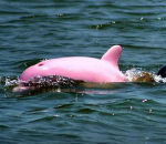 albinos rose Pinky le dauphin rose