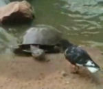 eau Une tortue attrape un pigeon