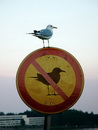 oiseau mouette interdit Interdit aux mouettes