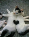 chaton coeur Coeur de chat