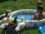 piscine bain canard A notre tour de prendre un bain