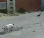 chat Un chat essaie d'attraper un pigeon