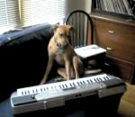 piano chien Chien musicien