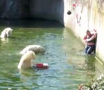 ours bassin polaire Une femme tombe dans la fosse aux ours du zoo de Berlin