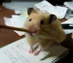 hamster bajoues Un hamster mange un crayon de papier