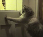 chat patte porte Chat frappe à la porte