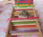 obstacle parcours Hamster Agility
