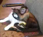 bisou fou L'amour fou entre un singe et un chat