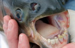 humain poisson Un poisson avec des dents humaines